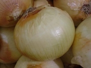 Onion Texas Early Grano, Allium fistulosum 200 Heirloom Seeds by David's Garden Seeds