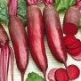 Seeds and Things Beet Seeds Cylindra 200+ Seeds the Sweetest Beet You'll Ever Eat!