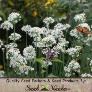 250 Seeds, Garlic Chives (Allium tuberosum) Seeds By Seed Needs