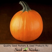 25 Seeds, Pumpkin Small Sugar Pie (Cucurbita pepo) Seeds by Seed Needs