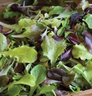 Lettuce Allstar Gourmet Mix D2301A (Reds Greens) 1000 Seeds by David's Garden Seeds