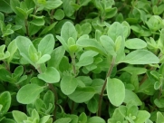 Sweet Marjoram Herb Seeds - 250 mg