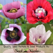 500 Seeds, Somniferum Poppy Double Mixed (Papaver somniferum) Seeds By Seed Needs