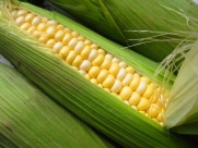 Seeds and Things Super Sweet Corn Sugar & Butter 50 Seeds
