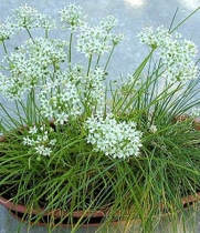 Garlic Chive Seeds - Allium Tuberosum - .25 Gram - Approx 55 Gardening Seeds - Herb Garden Seed