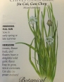 Chinese Garlic Chives Seeds - 1 gram - Perennial Herb