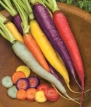 Burpee Carrot Kaleidoscope 68381 (Multi Color) 500 Organic Seeds