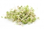 Todd's Seeds French Garden Sprouting Seed Mix - Arugula, Dill, Cress, Clover, and Radish - One Pound
