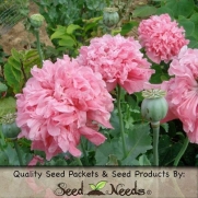 75 Flower Seeds, Poppy Pale Rose Peony (Papaver paeoniflorum) Packaged By Seed Needs