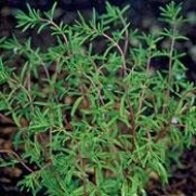 Summer Savory 100 Seeds-Heirloom-Satureja-Herb