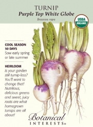 Turnip Purple Top White Globe Organic Seed