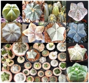 10 x Astrophytum Hybrids Cactus Succulent Seeds - Sand Dollar Cactus, Sea Urchin Cactus - HIGHLY DESIRABLE & SOUGHT AFTER - Gorgeous Patterns and Markings - FRESH SEEDS - By MySeeds.Co