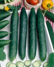 Burpless #26 Hybrid Cucumber Seeds - Cucumis Sativus - 0.5 Grams - Approx 18 Gardening Seeds - Vegetable Garden Seed