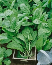 Sorrel, Large Leaf (Rumex acetosa) Seeds - Rumex Acetosa - 0.5 Grams - Approx 450 Gardening Seeds - Vegetable Garden Seed