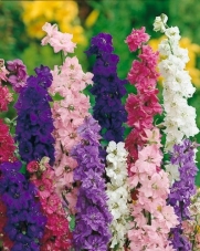 Giant Imperial Mixture Larkspur Seeds - Delphinium consolida - .5 Grams - Approx. 200 Gardening Seeds - Flower Garden Seed