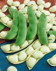 Henderson Bush Lima Bean Seeds - Phaseolus Lunatus - 10 Grams - Approx 30 Gardening Seeds - Vegetable Garden Seed