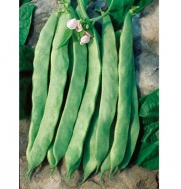 Bush Bean Jumbo D011A (Green) 100 Organic Seeds by David's Garden Seeds