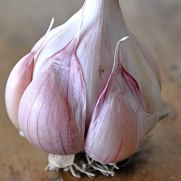 3+ ounces Nootka Rose Garlic Bulbs - Heirloom