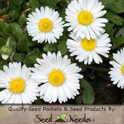 1,000 Flower Seeds, English Daisy Single White (Bellis perennis) Seeds By Seed Needs