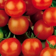 Cherry Tomato Sugar Sweetie Certified Organic Seeds