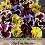 25 Flower Seeds, Pansy Frizzle Sizzle Mixture (Viola x wittrockiana) Seeds By Seed Needs