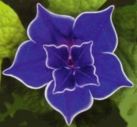 9GreenBox - Picotee Blue Morning Glory - 10 Seeds - Easy to Grow!