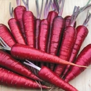 Purple Dragon Carrot Seeds ► Organic NON-GMO Purple Dragon Carrot Seeds (350+ Seeds) ◄ by PowerGrow Systems