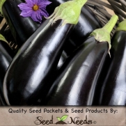 40 Vegetable Seeds, Eggplant Black Beauty (Solanum melongena) Seeds By Seed Needs