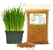 Wheatgrass Seeds - Cat Grass Seeds, Hard Red Wheat, Two Pounds - Non-GMO, Chemical-Free