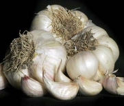 3+ Ounces Silver Rose Garlic Bulbs