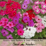 1,500 Flower Seeds, Phlox Annual Mixed (Phlox drummondii) Seeds by Seed Needs