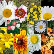 500 Seeds, Daisy Crazy Mixture (Seeds By Seed Needs)