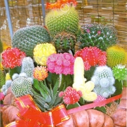 unihandbag GOOD SELLING 1 Bag 10 Seeds Mixture Of Cactus Flower Color Plant