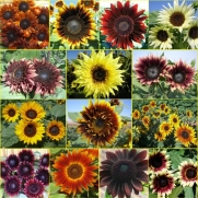 50 Seeds, Sunflower Double Dance Mixture (Helianthus annuus) Seeds By Seed Needs