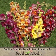 2,000 Seeds, Snapdragon Flower Seeds Tetra Mixture (Antirrhinum majus) Seeds by Seed Needs