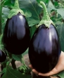 Black Beauty Eggplant Seeds - Solanum Melongena - 0.5 Grams - Approx 100 Gardening Seeds - Vegetable Garden Seed