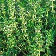 Thyme Herb 200 Seeds - GARDEN FRESH PACK!