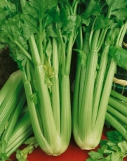 Utah 52-70 Celery Seeds - Apium Graveolens Var. Dulce - 0.2 Grams - Approx 500 Gardening Seeds - Vegetable Garden Seed