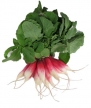Todd's Seeds French Breakfast Radish Heirloom Seed - 10g Packet