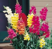 2000 Northern Lights Mix Tall Snapdragon Seeds/ Free Shipping