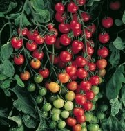Cherry Tomato Supersweet 100 D3981 (Red) 25 Hybrid Seeds by David's Garden Seeds
