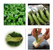 100pcs/lot Wasabi Seeds, Japanese Horseradish Seed Vegetable Seeds Bonsai Plant DIY Home Garden Plants