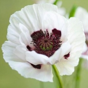 100 Organic White Afghan Poppy Seeds Papaver Somniferum