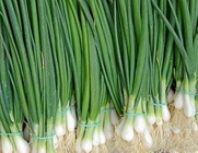 Seeds Welsh Onion Pyero - Pierrot Organic Russian Heirloom Vegetable Seed