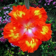10+ Dinnerplate Hibiscus/ Red Hot/ Perennial Flower Seed/ Easy to Grow/ Huge 10-12 Inch Flowers