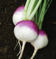 Turnip Purple Top White Globe D705 (Purple and White) 1000 Organic Seeds by David's Garden Seeds