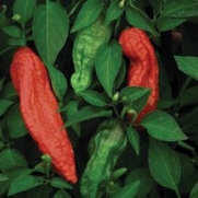 Bhut Jolokia, Ghost Chile Pepper (Capsicum chinense/C.frutescens) Stings like the Venom of a King Cobra, Scoville Heat Units 855,000 to 1,041,427 SHU! Approx. 20 Seeds