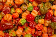 Pepper Hot - Caribbean Mix (Capsicum Chinense) a Bright Mix of Habaneros and Scotch Bonnets Scoville Rating 200,000 This Blend Is a Winner Approx. 15 Seeds