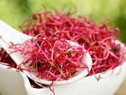 Organic Beet Seeds for Sprouter - Sprouting Seeds (2 oz (4000+seeds))