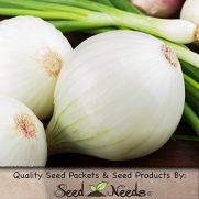 Package of 450 Seeds, White Sweet Spanish Onion (Allium cepa) Non-GMO Seeds by Seed Needs